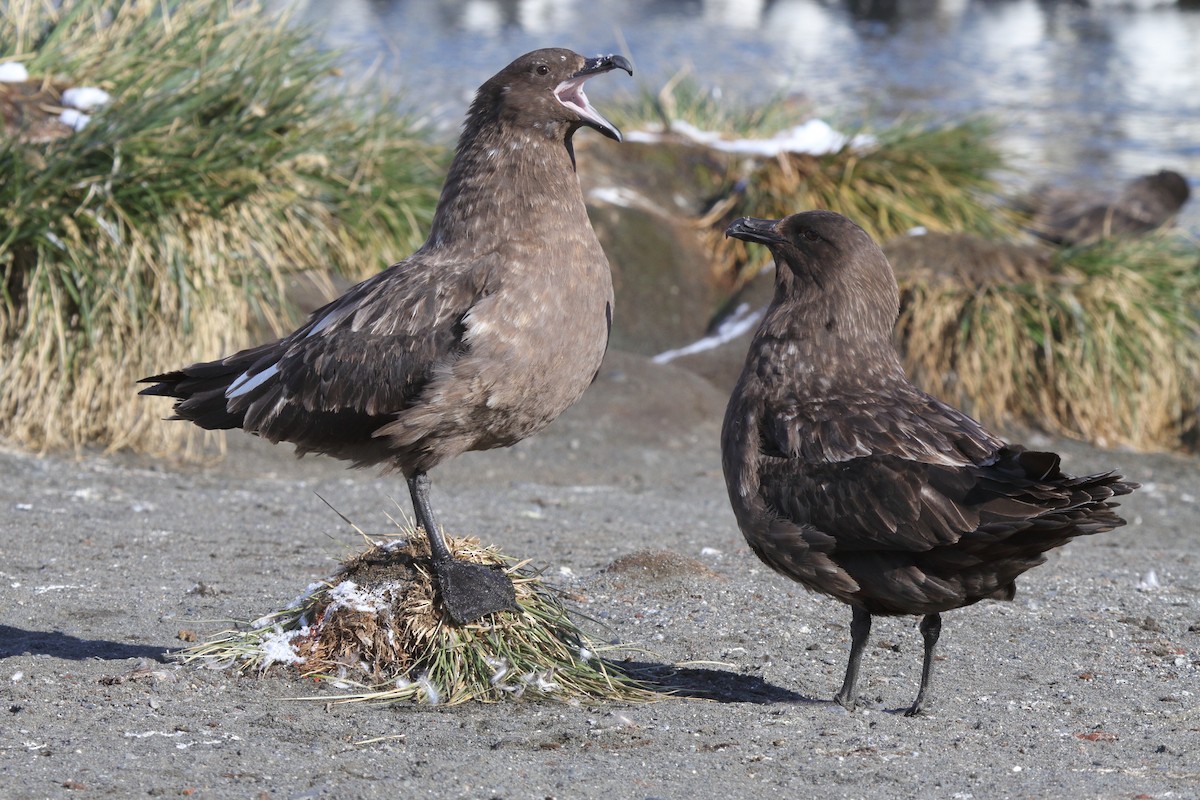 Brown Skua (Subantarctic) - ML644489392