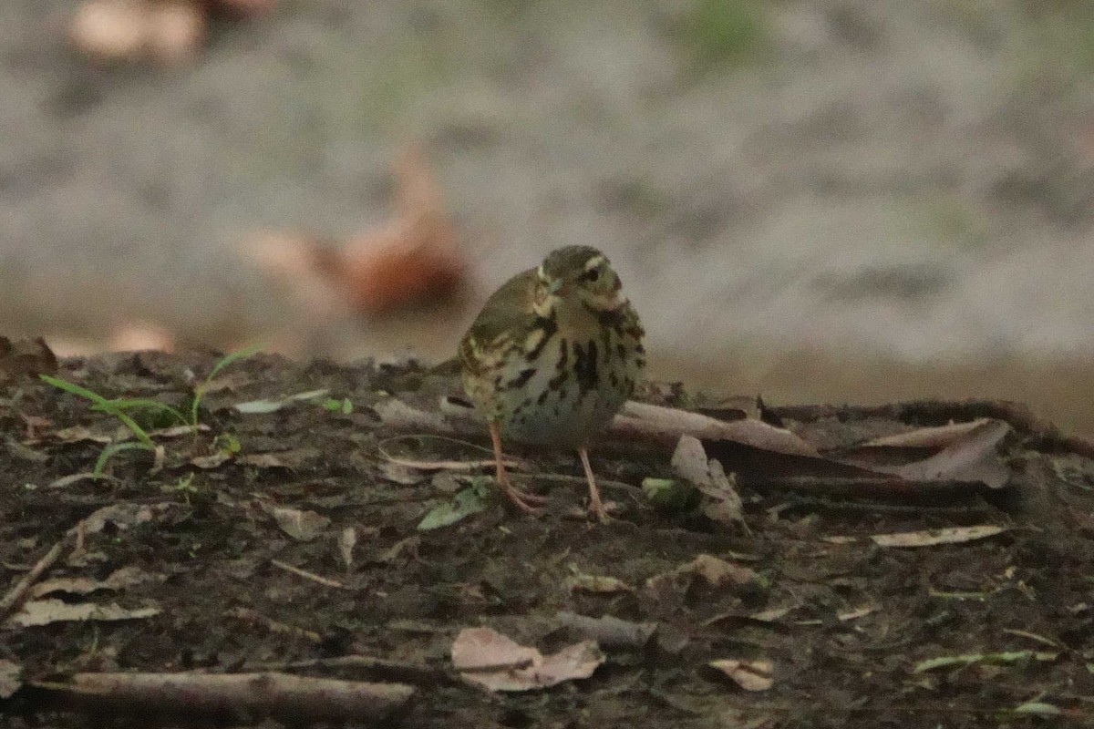 Olive-backed Pipit - ML644489393