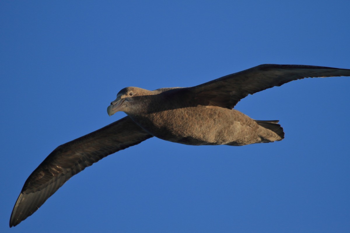 オオフルマカモメ - ML644489424