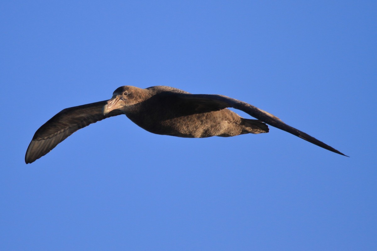 オオフルマカモメ - ML644489425