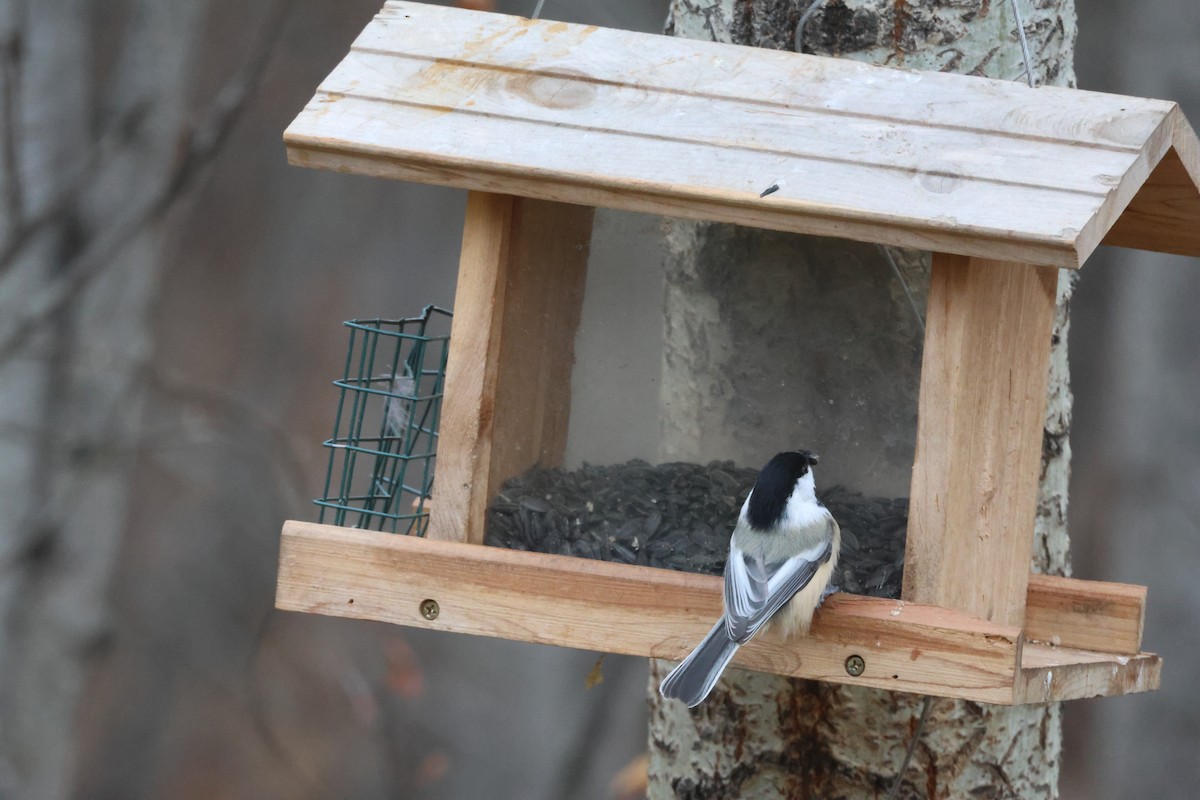 Amerika Baştankarası - ML644489430