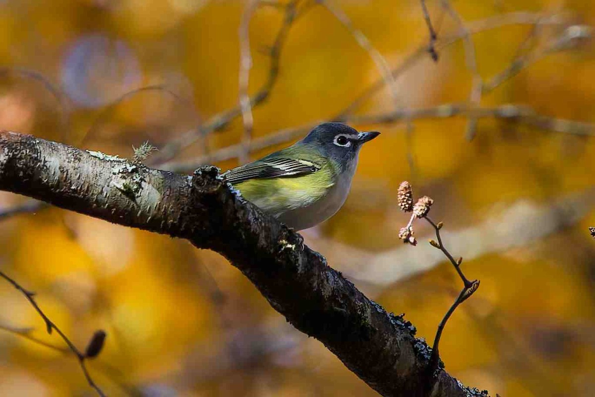 Blue-headed Vireo - ML644489447