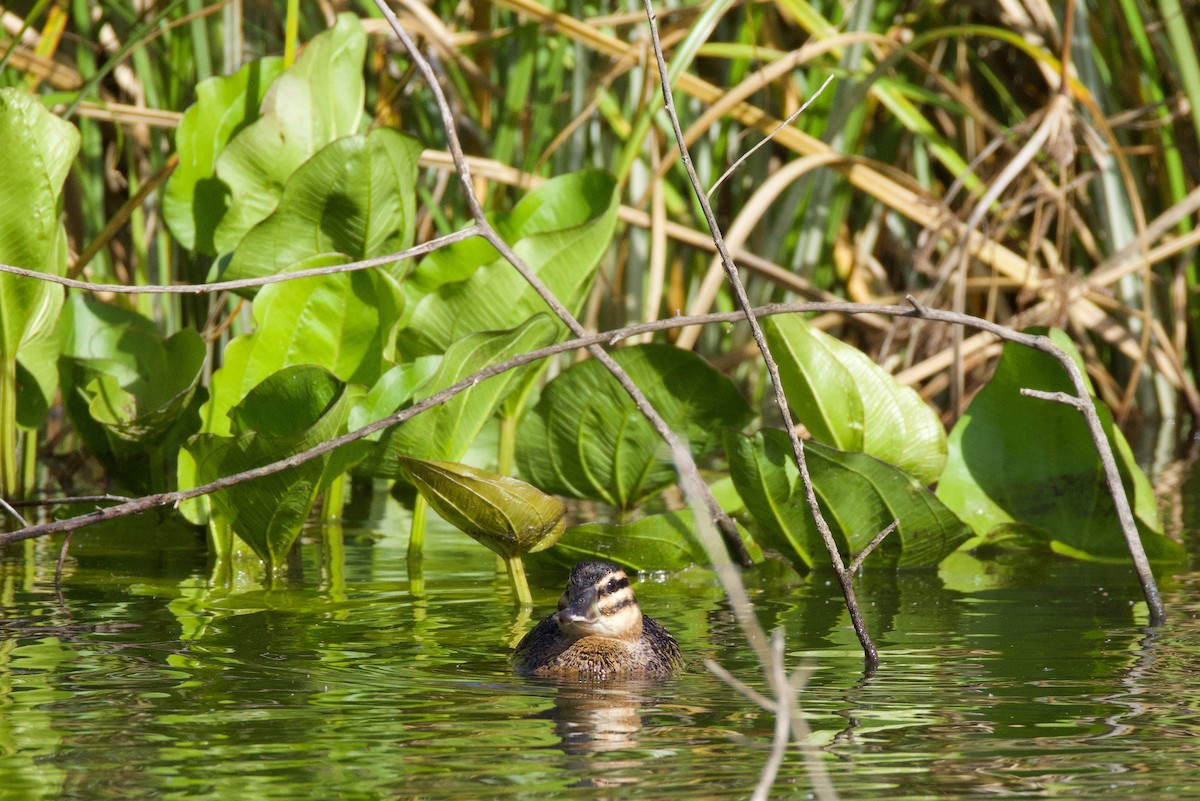 Masked Duck - ML644489452