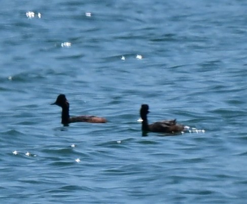 Eared Grebe - ML644489453