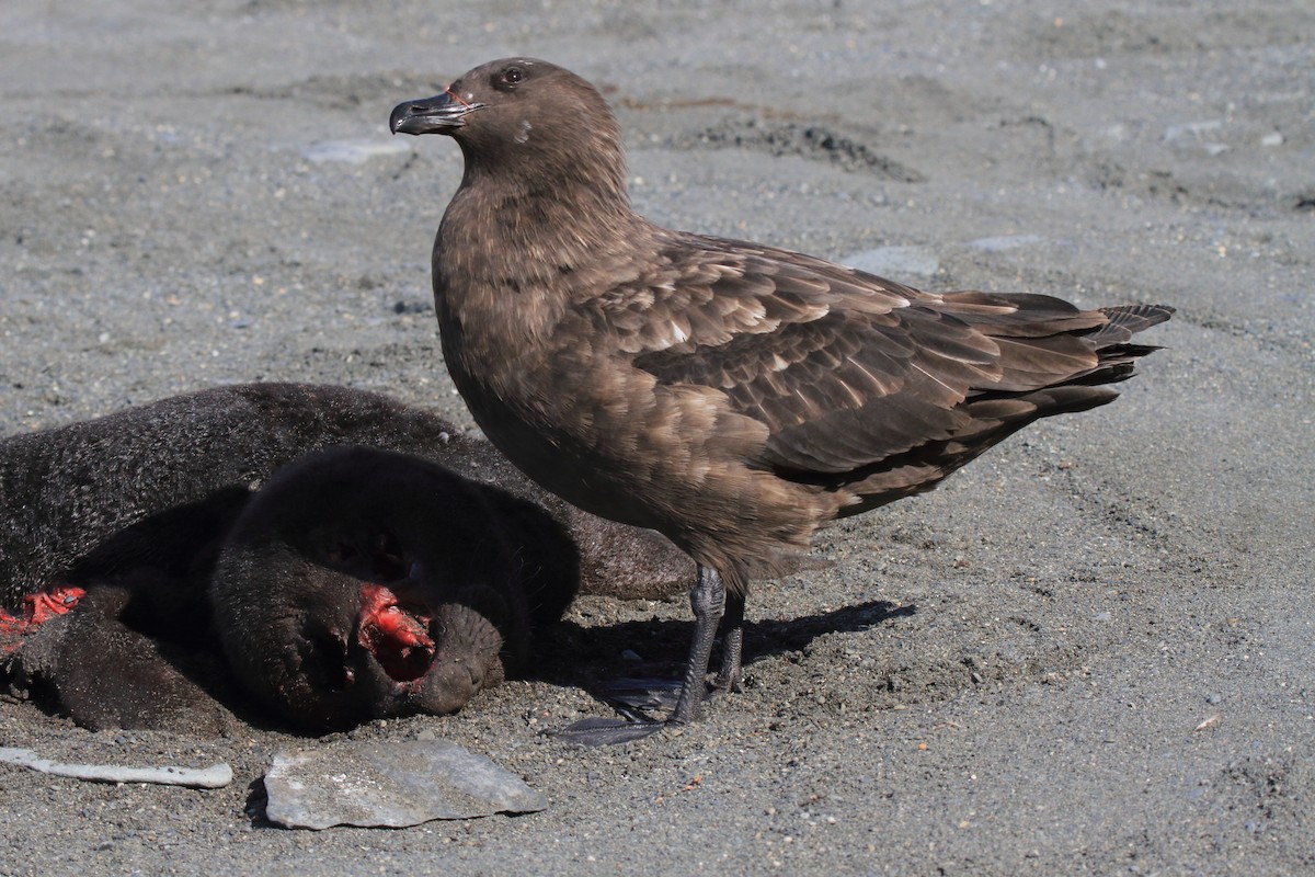 Brown Skua (Subantarctic) - ML644489456