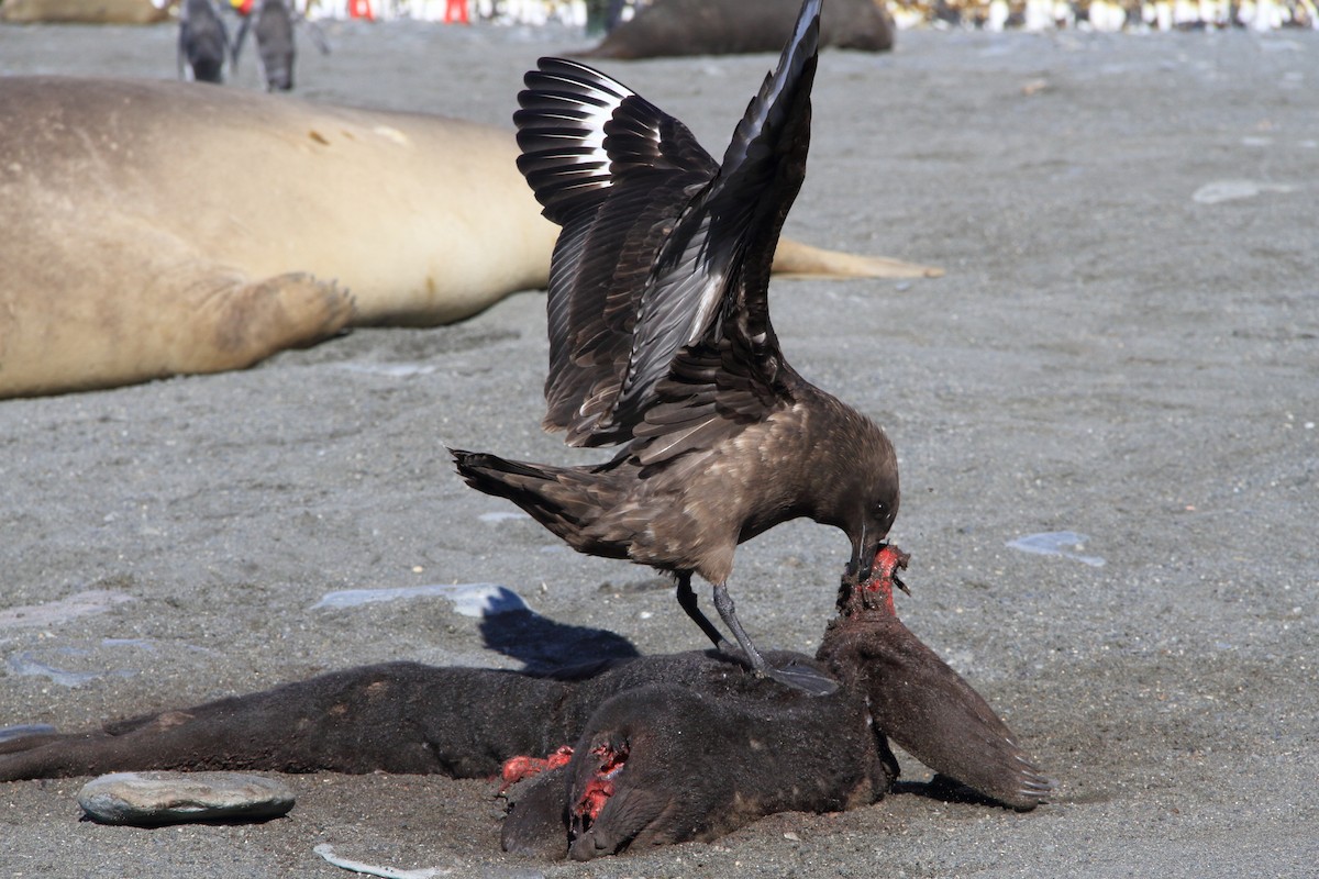 Brown Skua (Subantarctic) - ML644489457