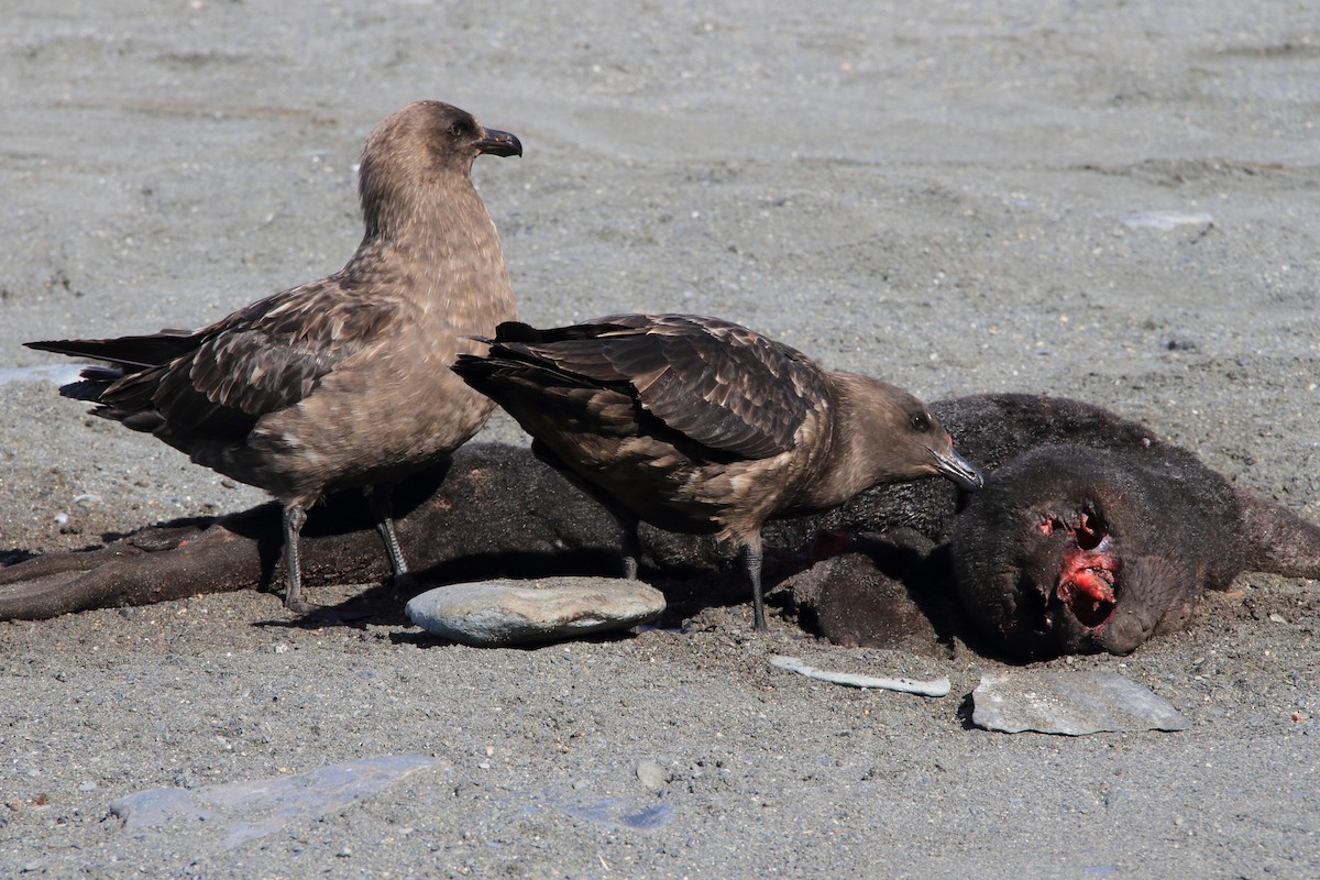 Brown Skua (Subantarctic) - ML644489458