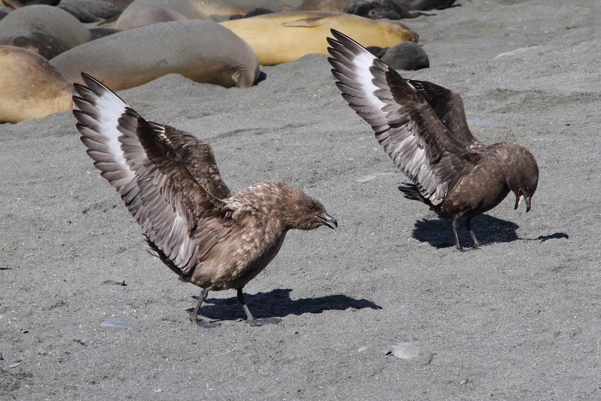 Brown Skua (Subantarctic) - ML644489459