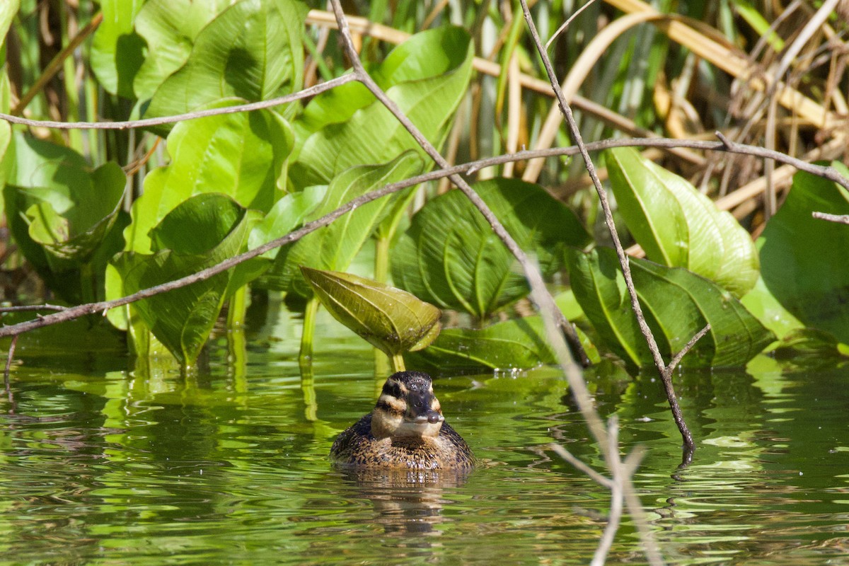 Masked Duck - ML644489461