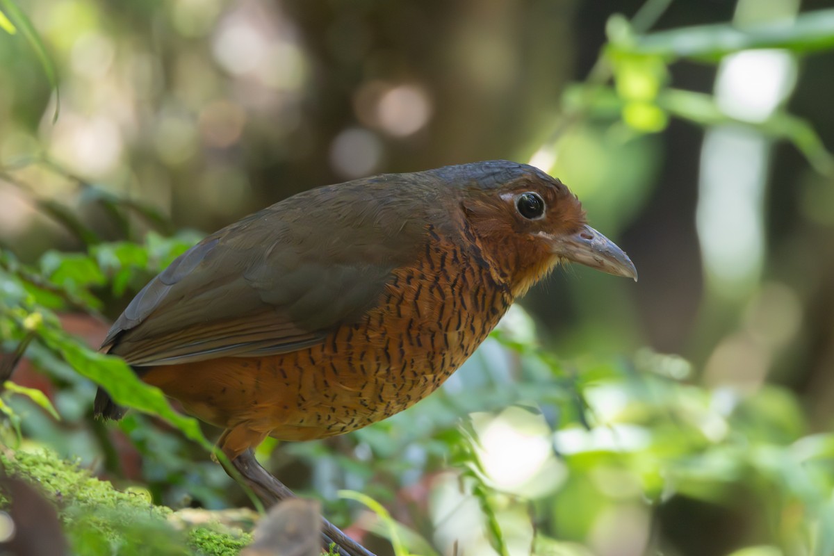 Giant Antpitta - ML644489468
