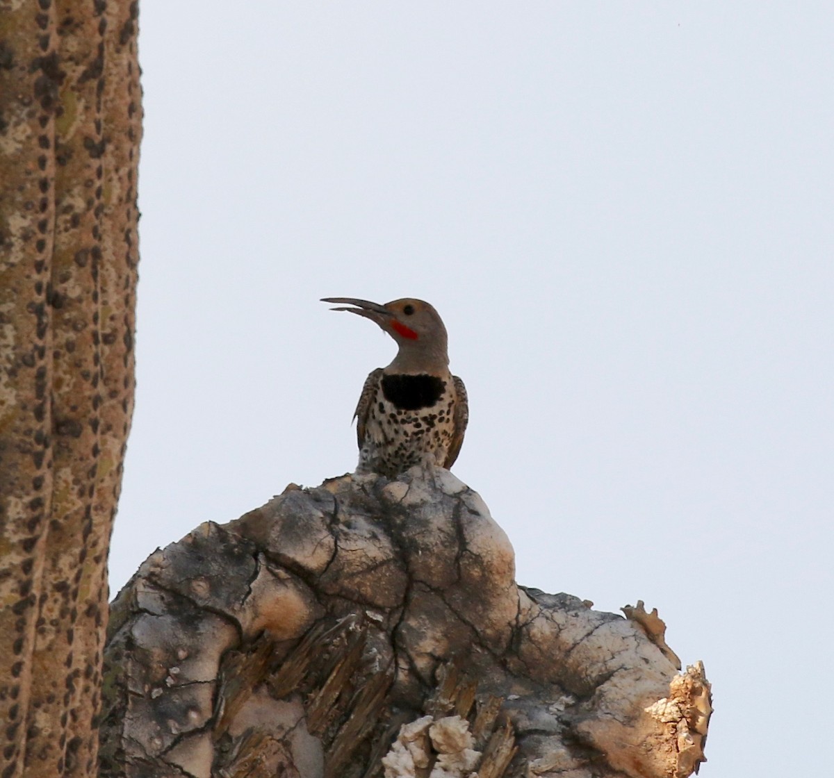 Gilded Flicker - ML644489472