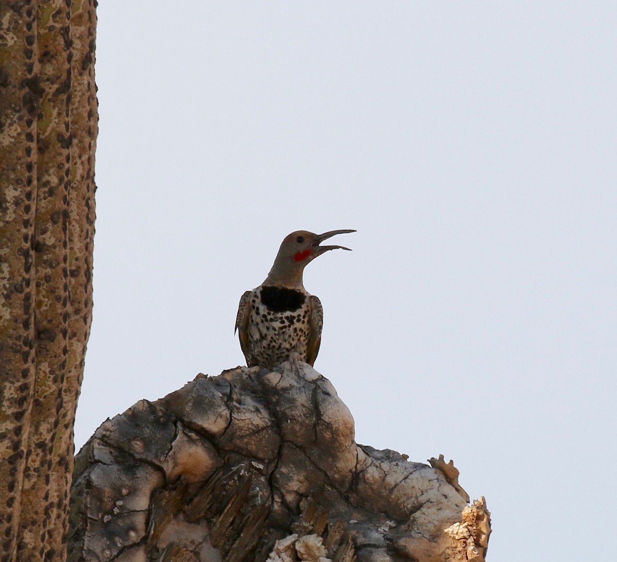Gilded Flicker - ML644489473