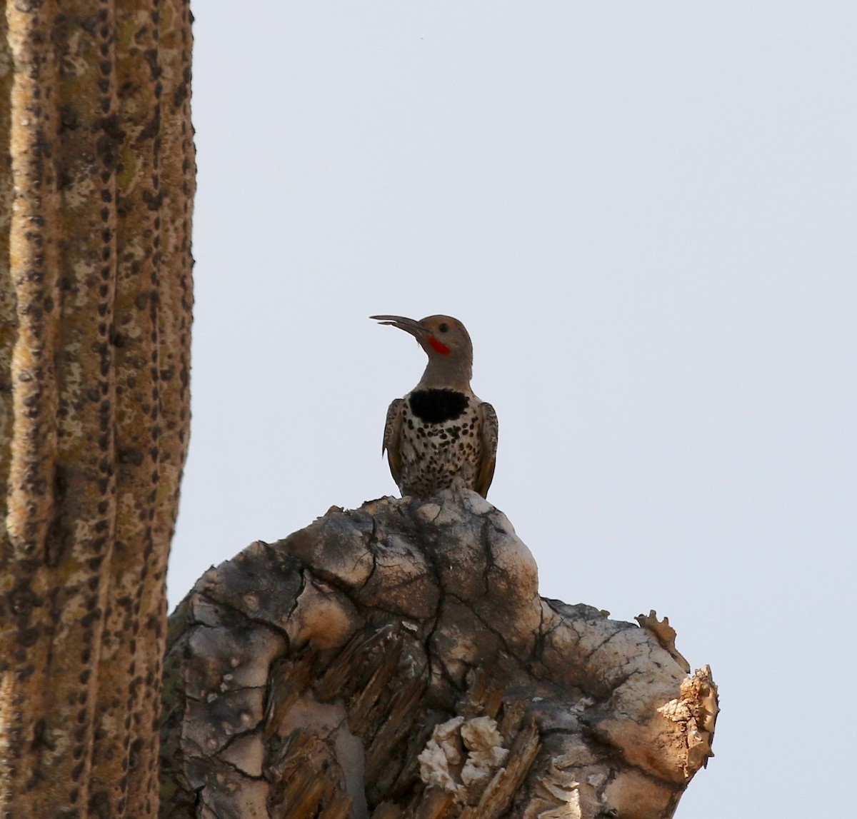 Gilded Flicker - ML644489474