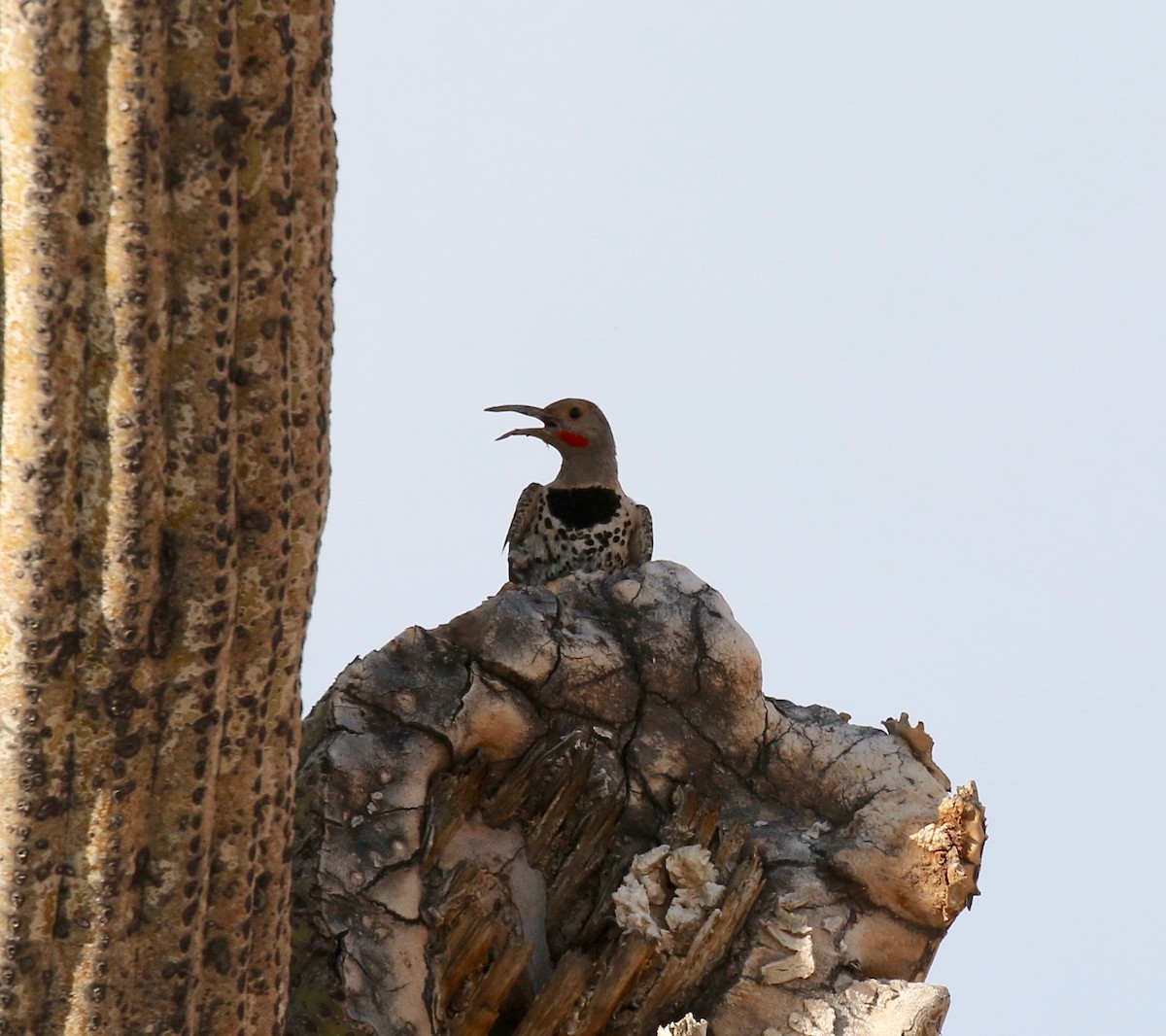 Gilded Flicker - ML644489475