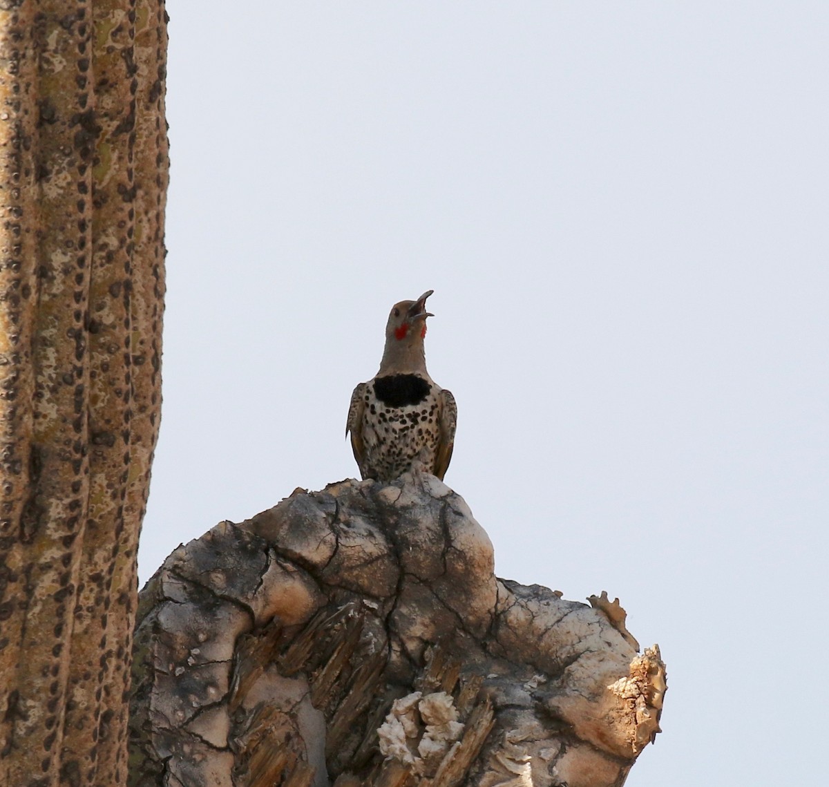 Gilded Flicker - ML644489476