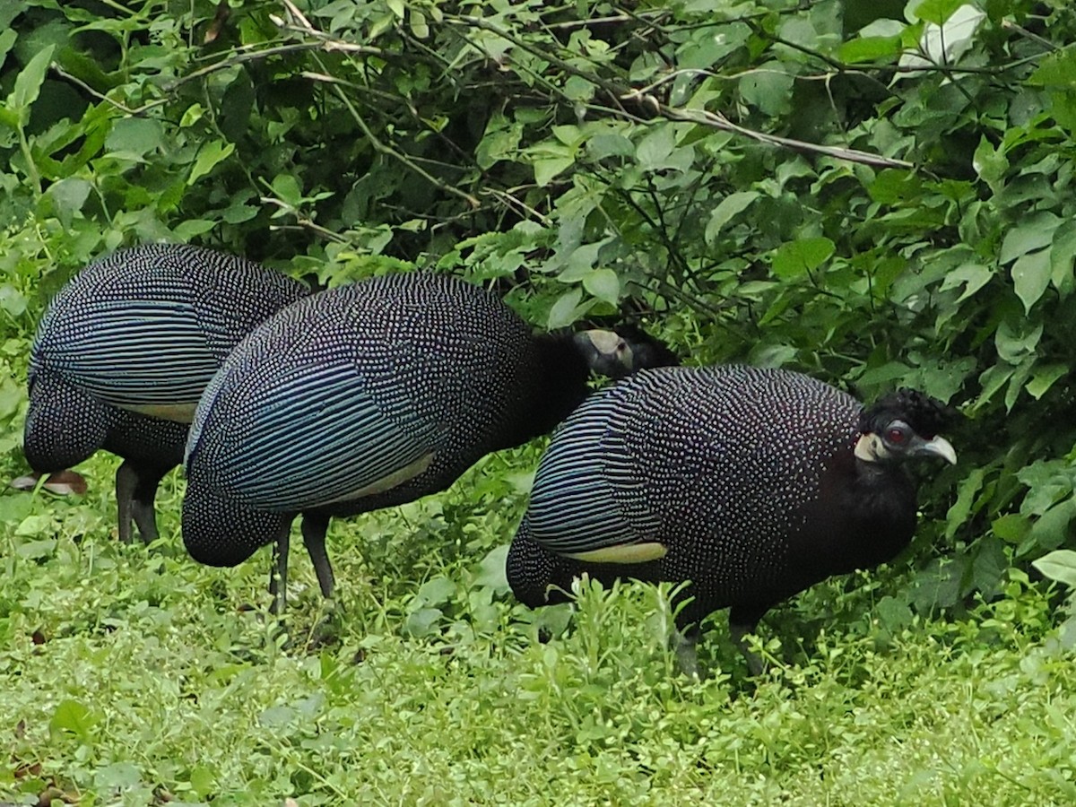 Southern Crested Guineafowl - ML644489477