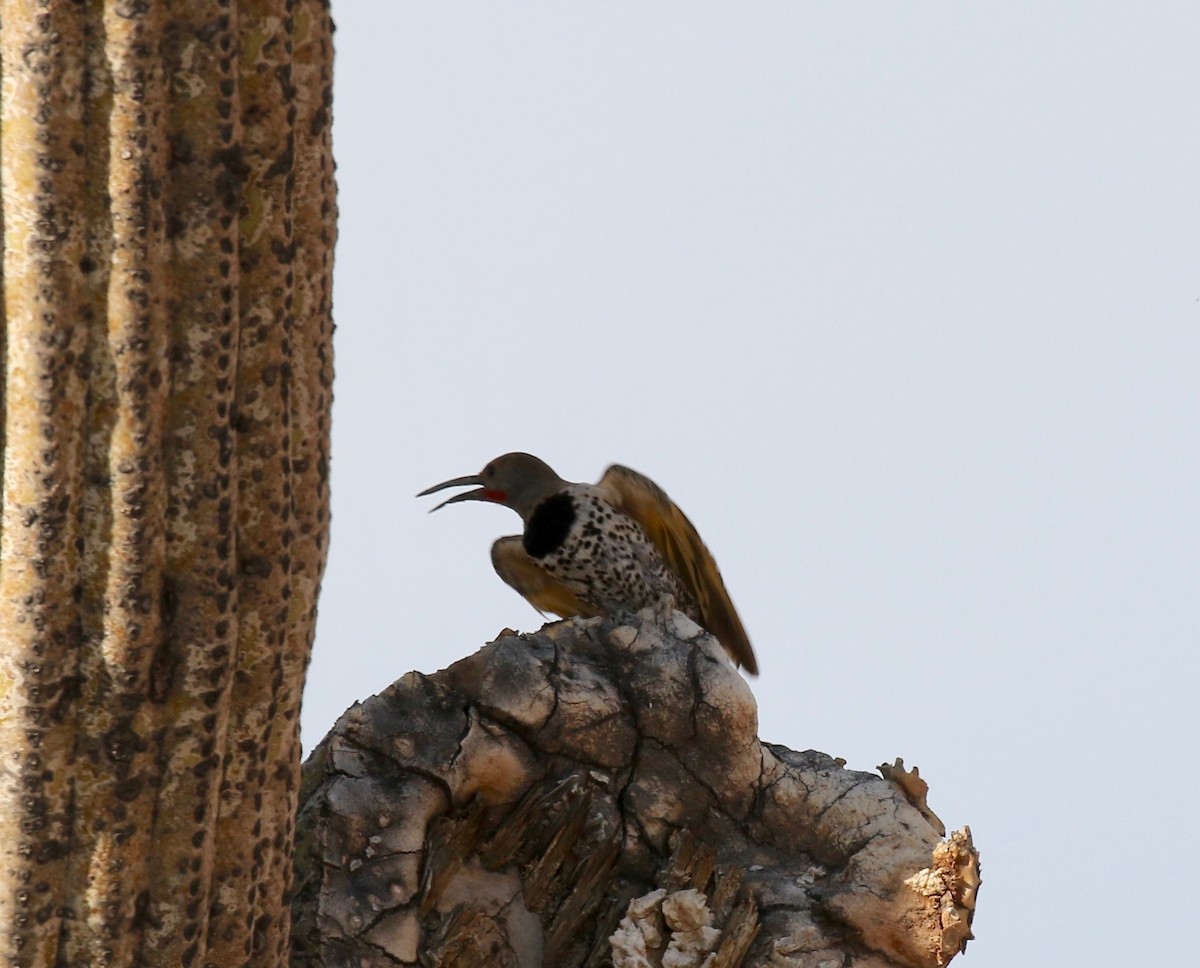 Gilded Flicker - ML644489478