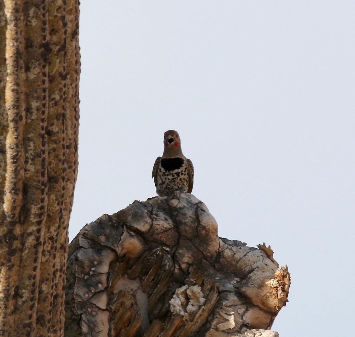 Gilded Flicker - ML644489479