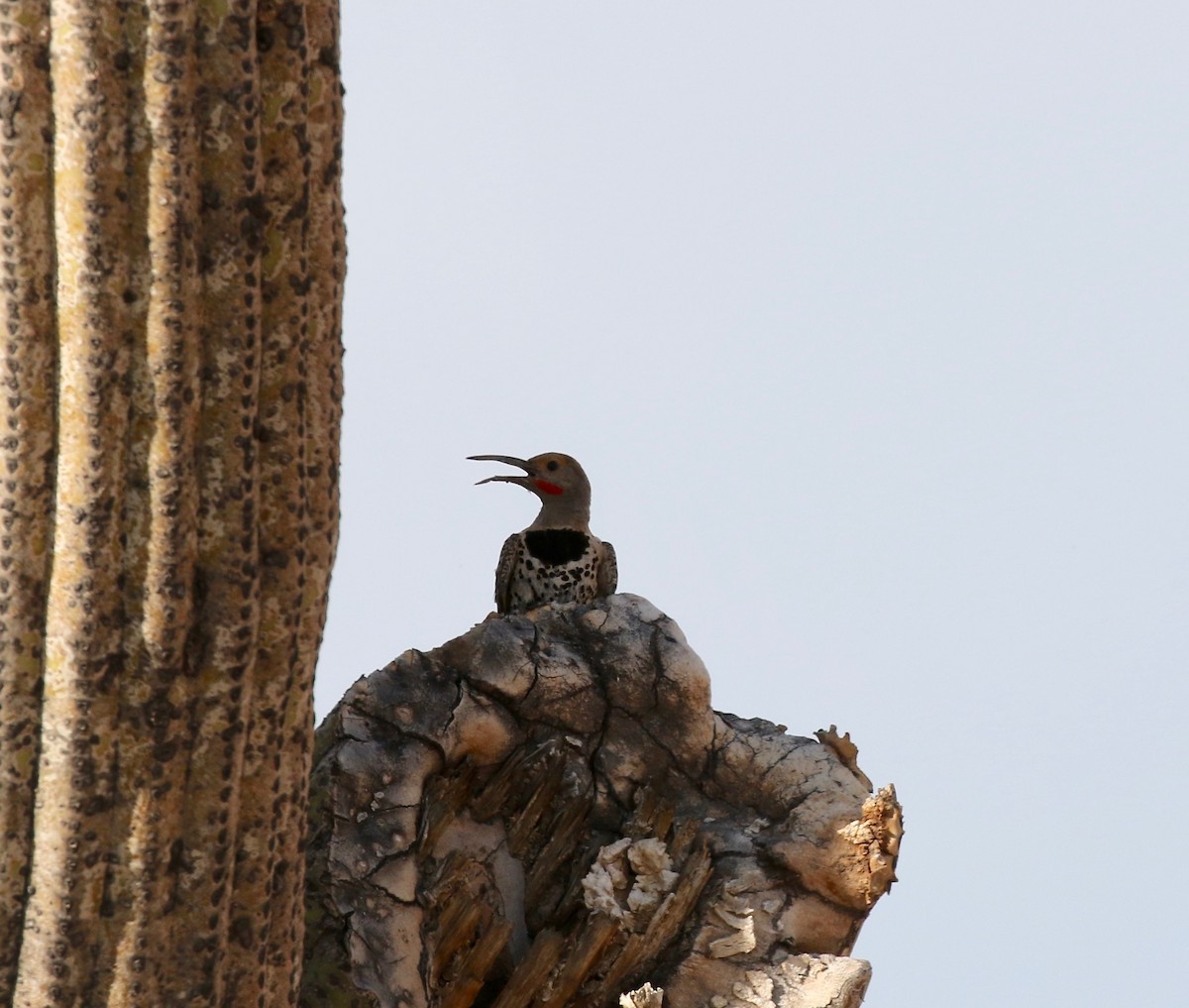 Gilded Flicker - ML644489480