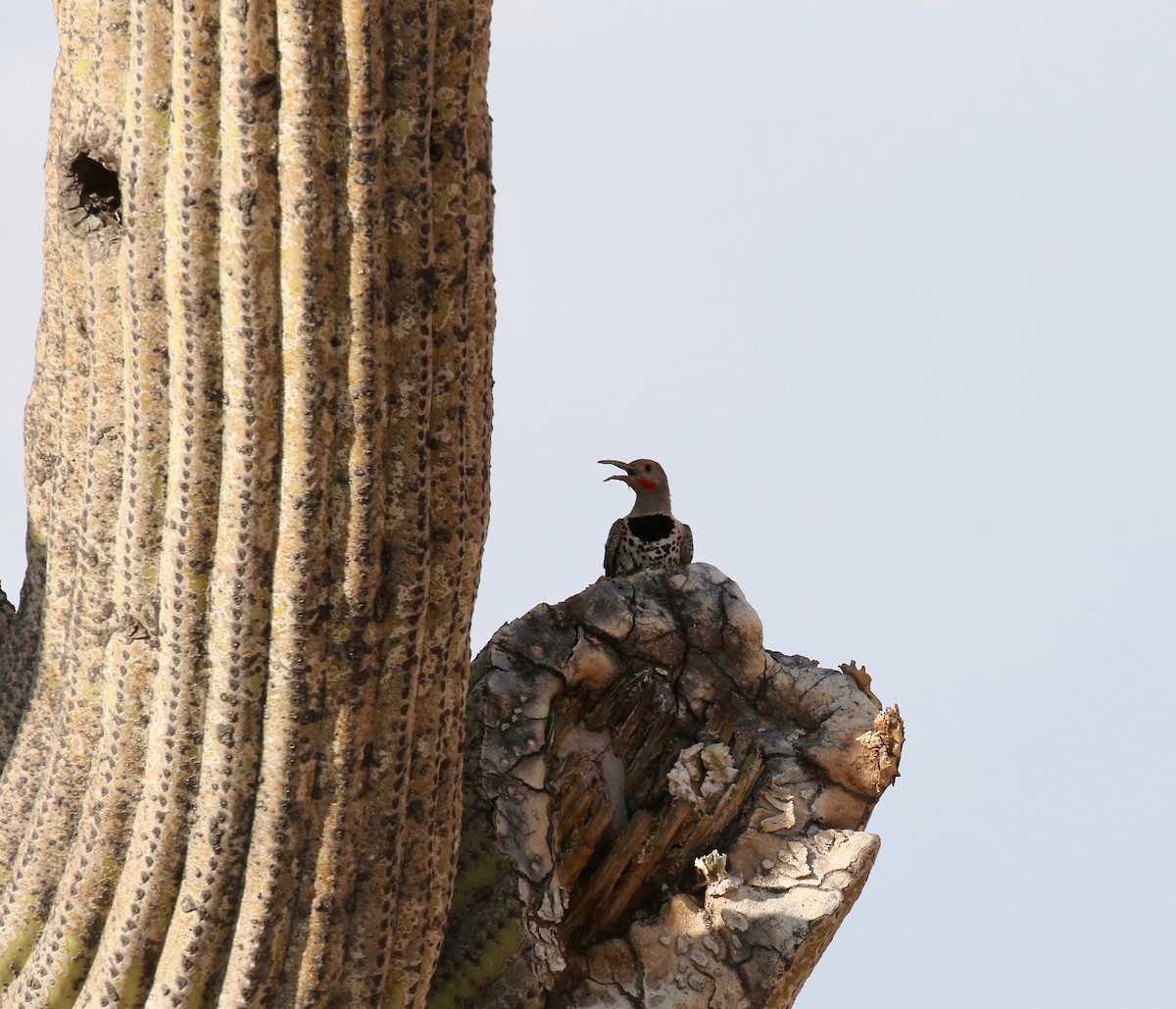 Gilded Flicker - ML644489481