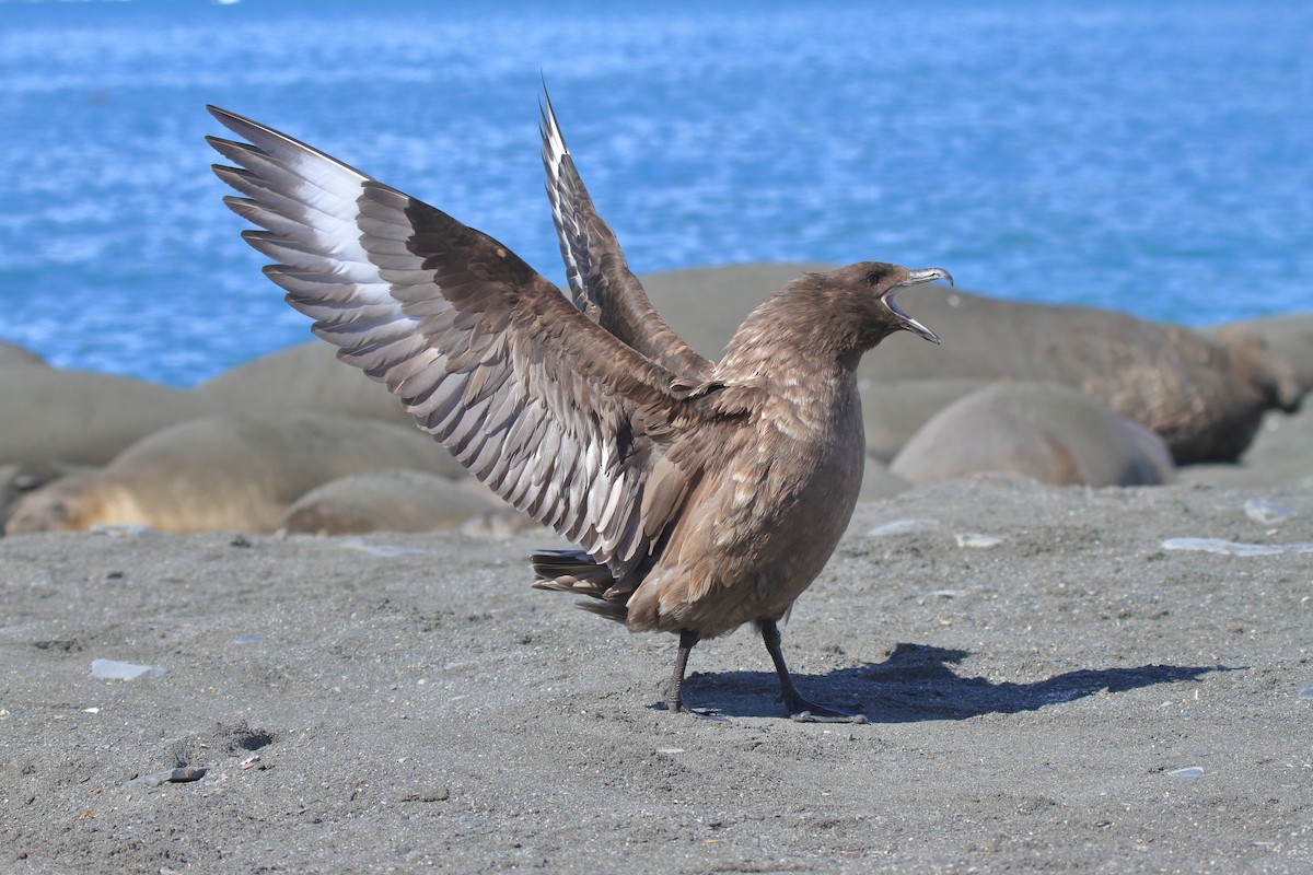 Brown Skua (Subantarctic) - ML644489483