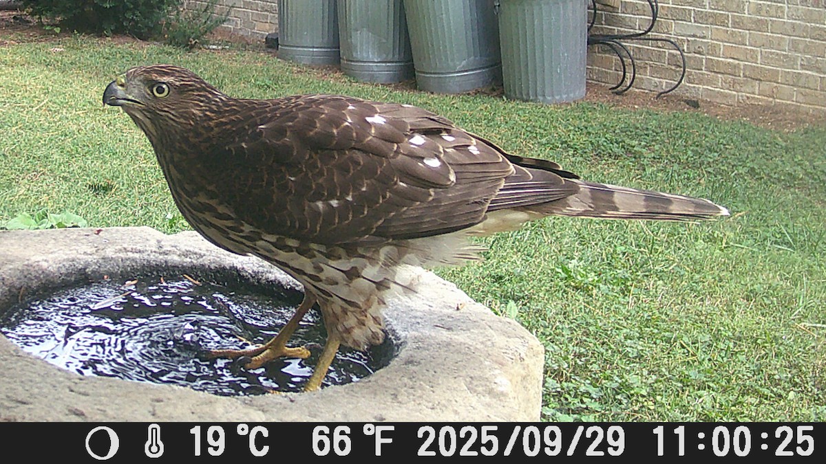 Cooper's Hawk - ML644489497