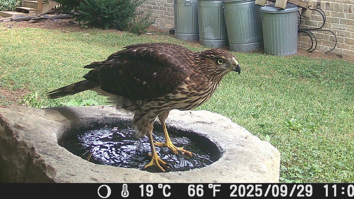 Cooper's Hawk - ML644489498