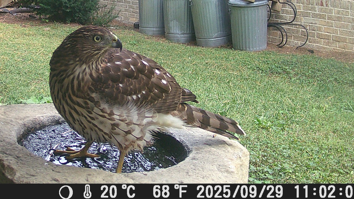 Cooper's Hawk - ML644489499