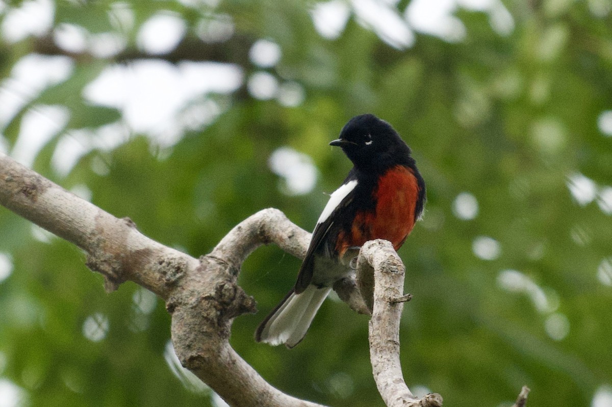 Painted Redstart - ML644489501