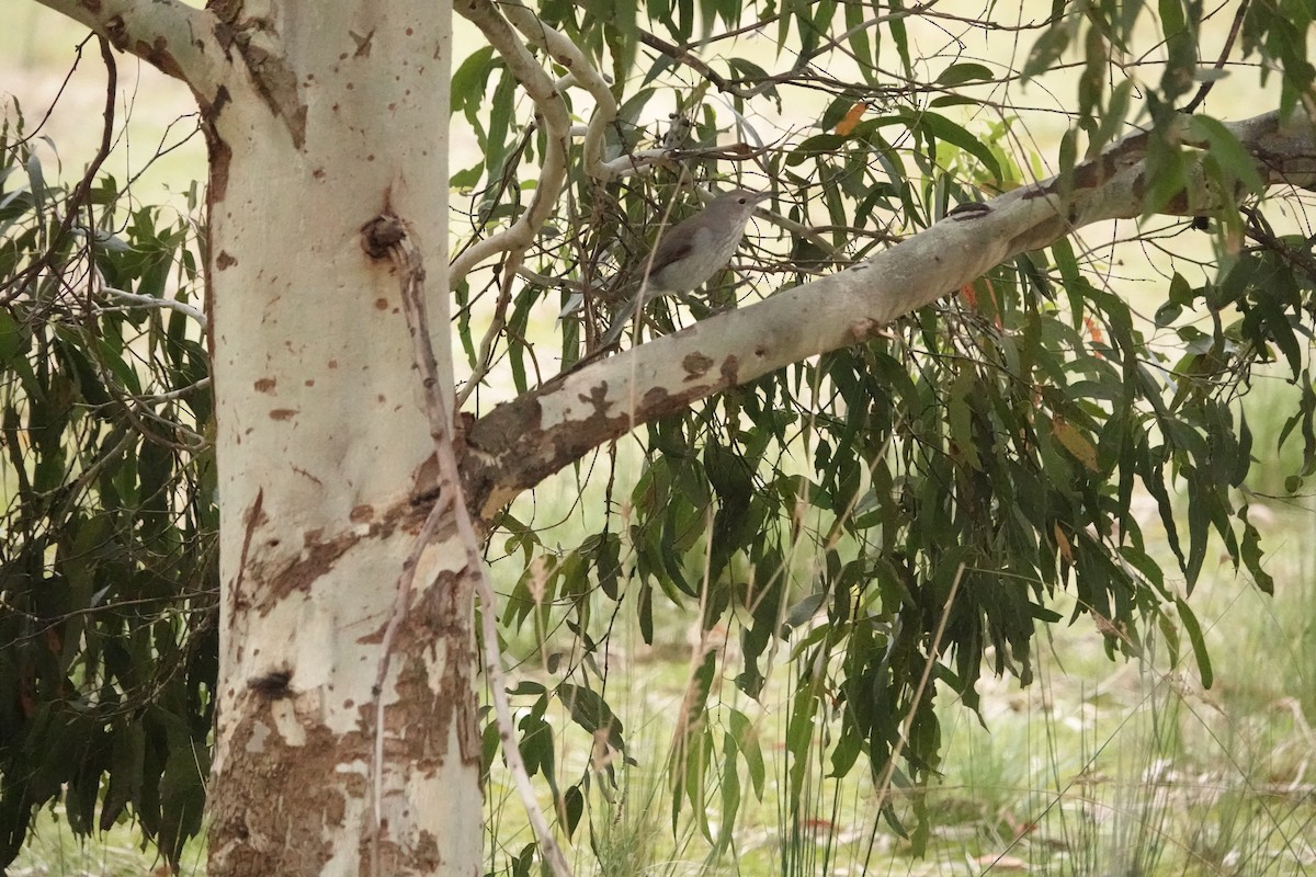 Gri Islıkçıardıç - ML644489509