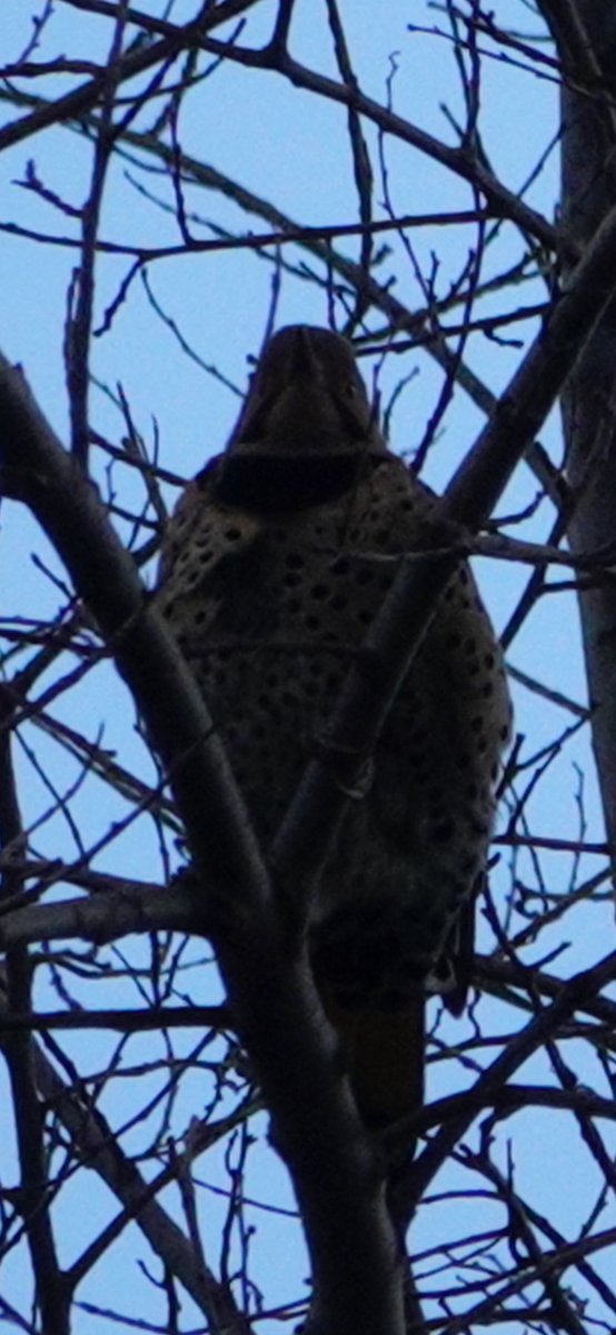 Goldspecht - ML644489513