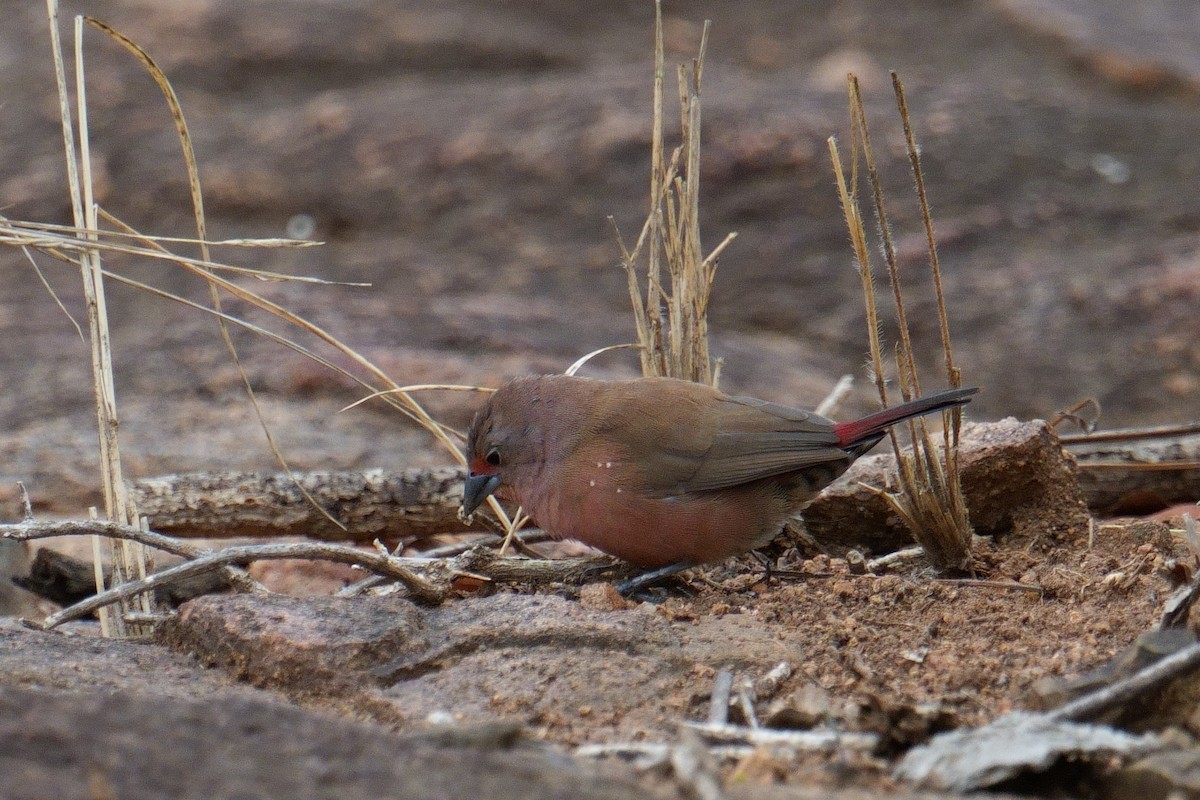 Rosenamarant - ML644489516