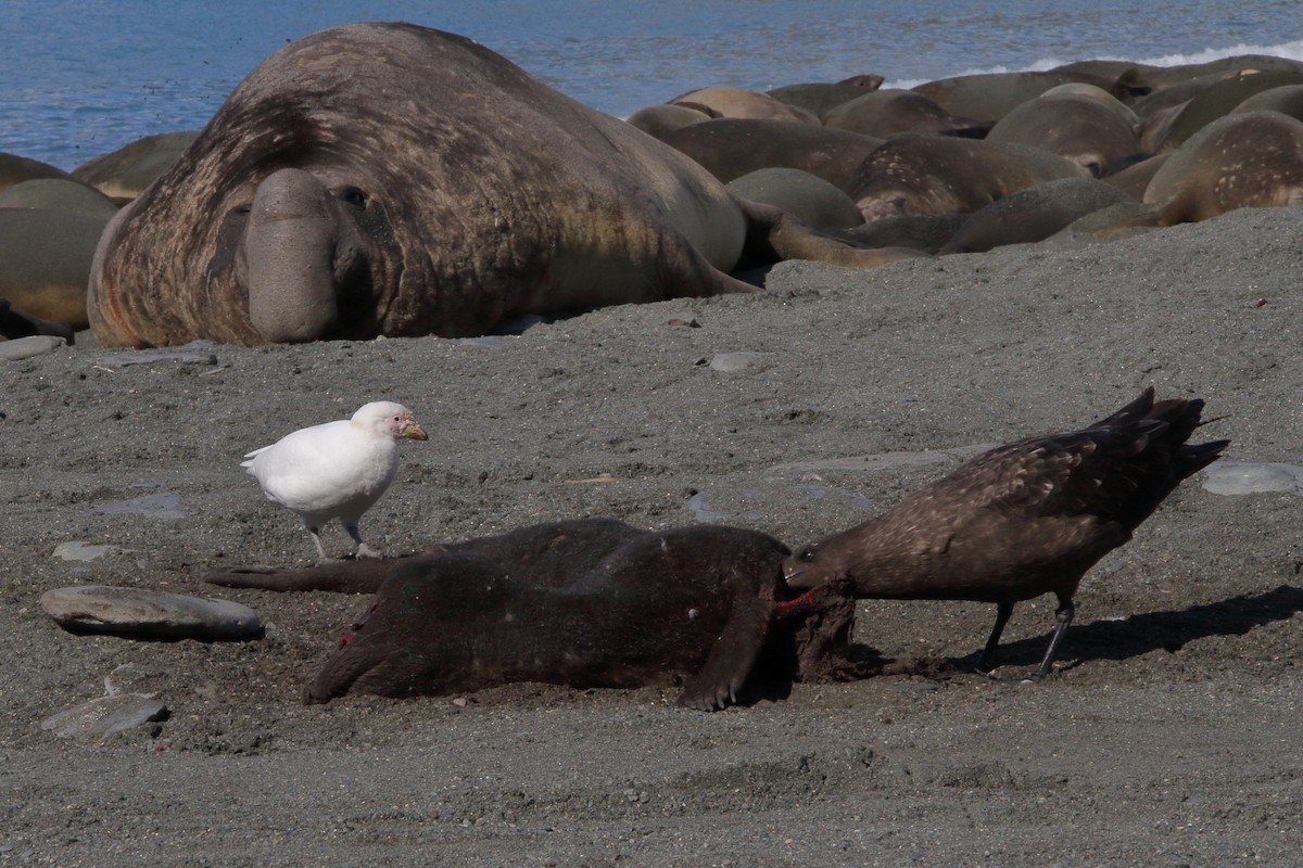 Snowy Sheathbill - ML644489518