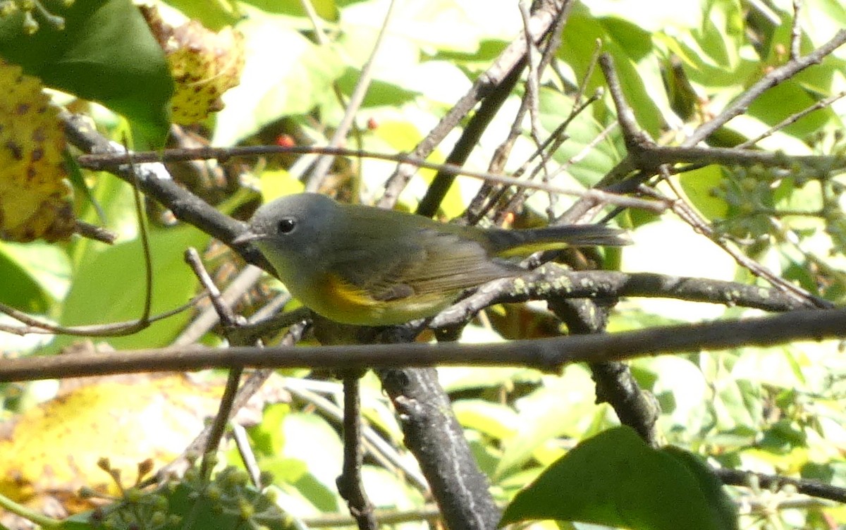 Paruline flamboyante - ML644489519