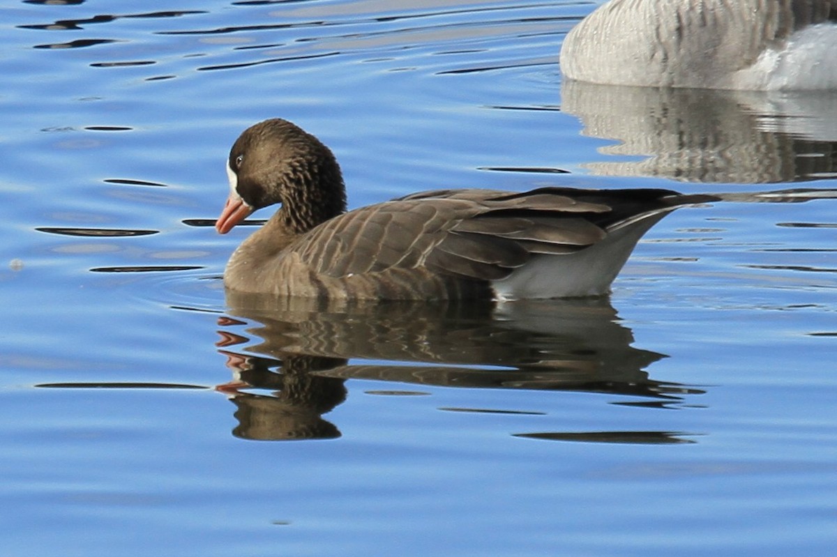husa běločelá (ssp. gambelli/sponsa) - ML644489552