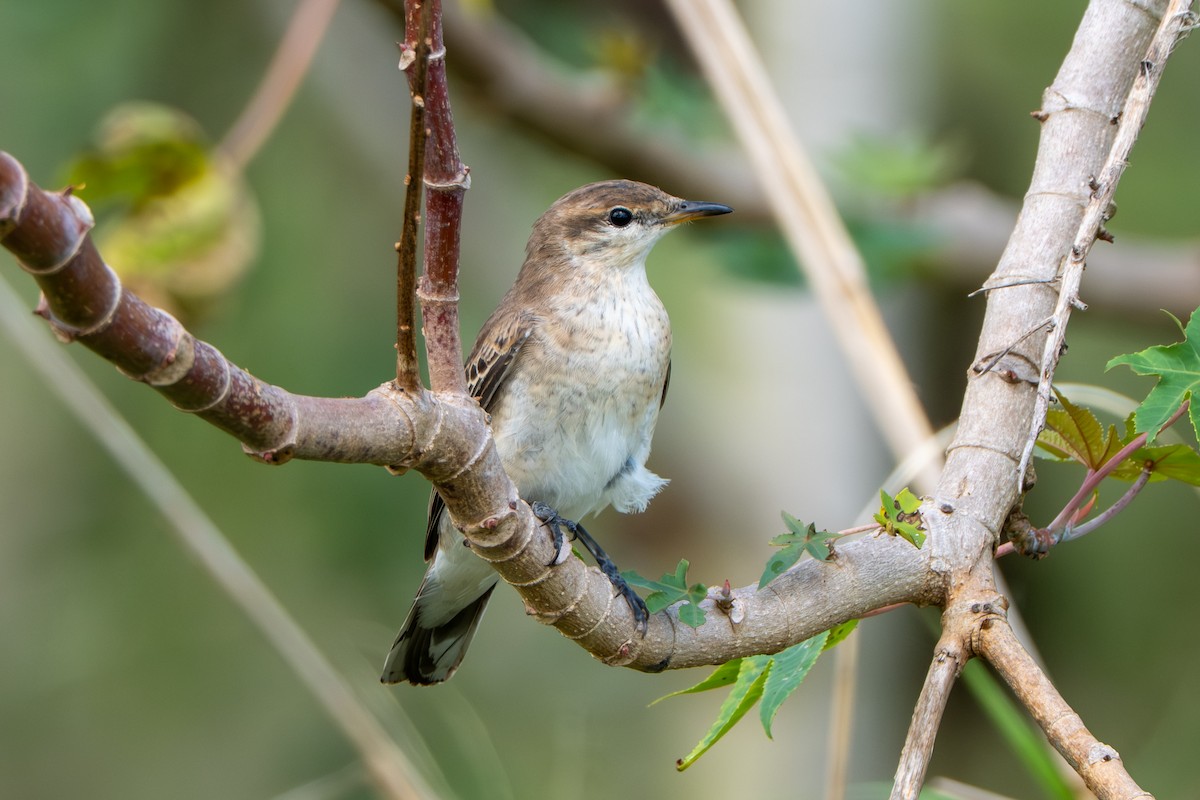 White-winged Triller - ML644489553