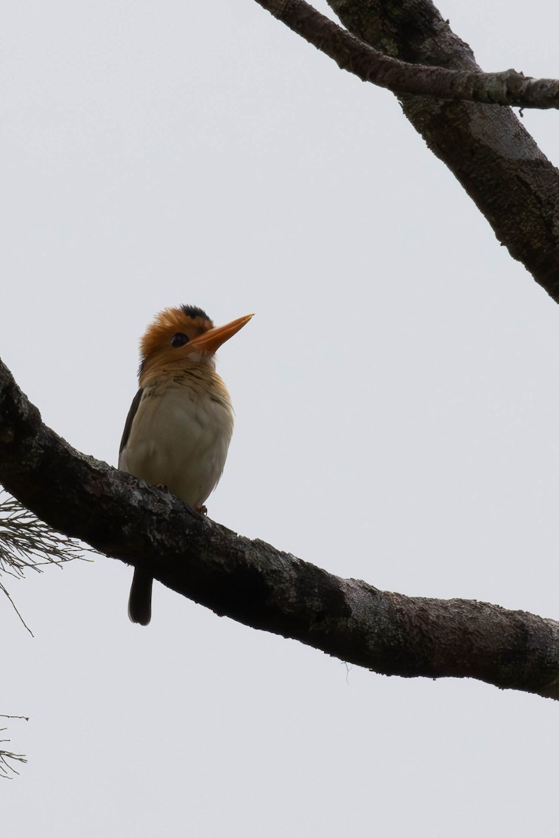 Yellow-billed Kingfisher - ML644489554