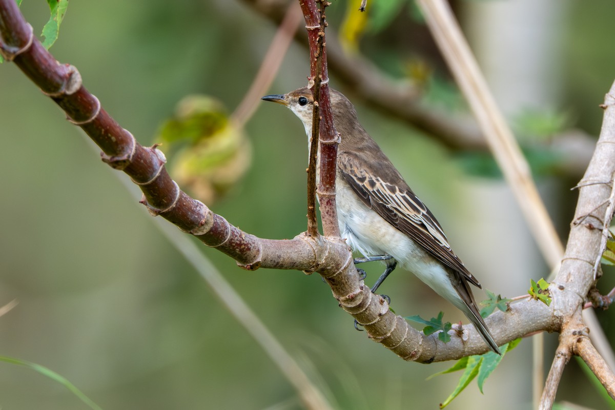 White-winged Triller - ML644489559