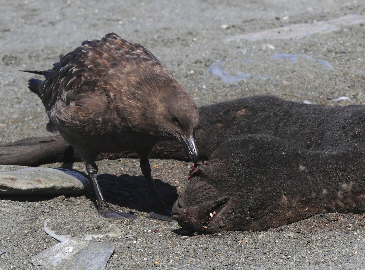 Brown Skua (Subantarctic) - ML644489560