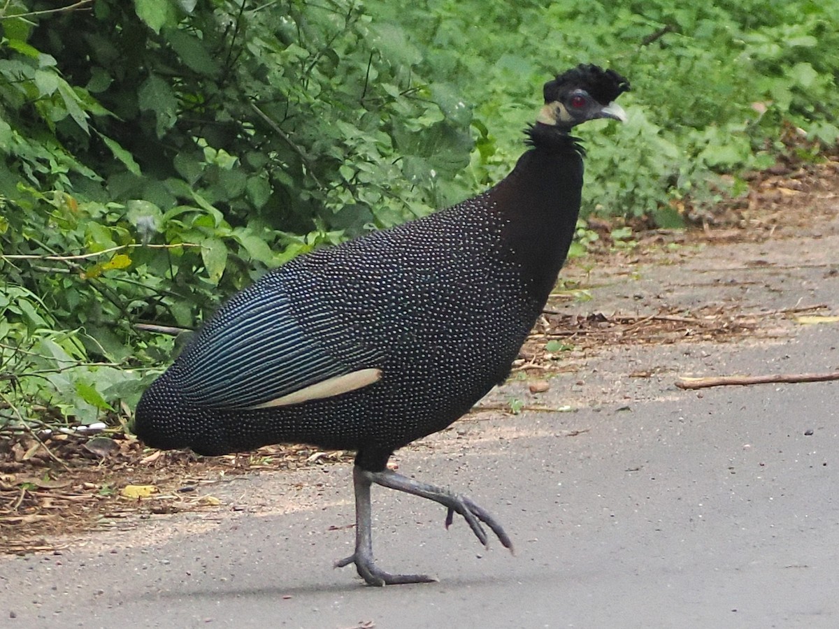 Southern Crested Guineafowl - ML644489564