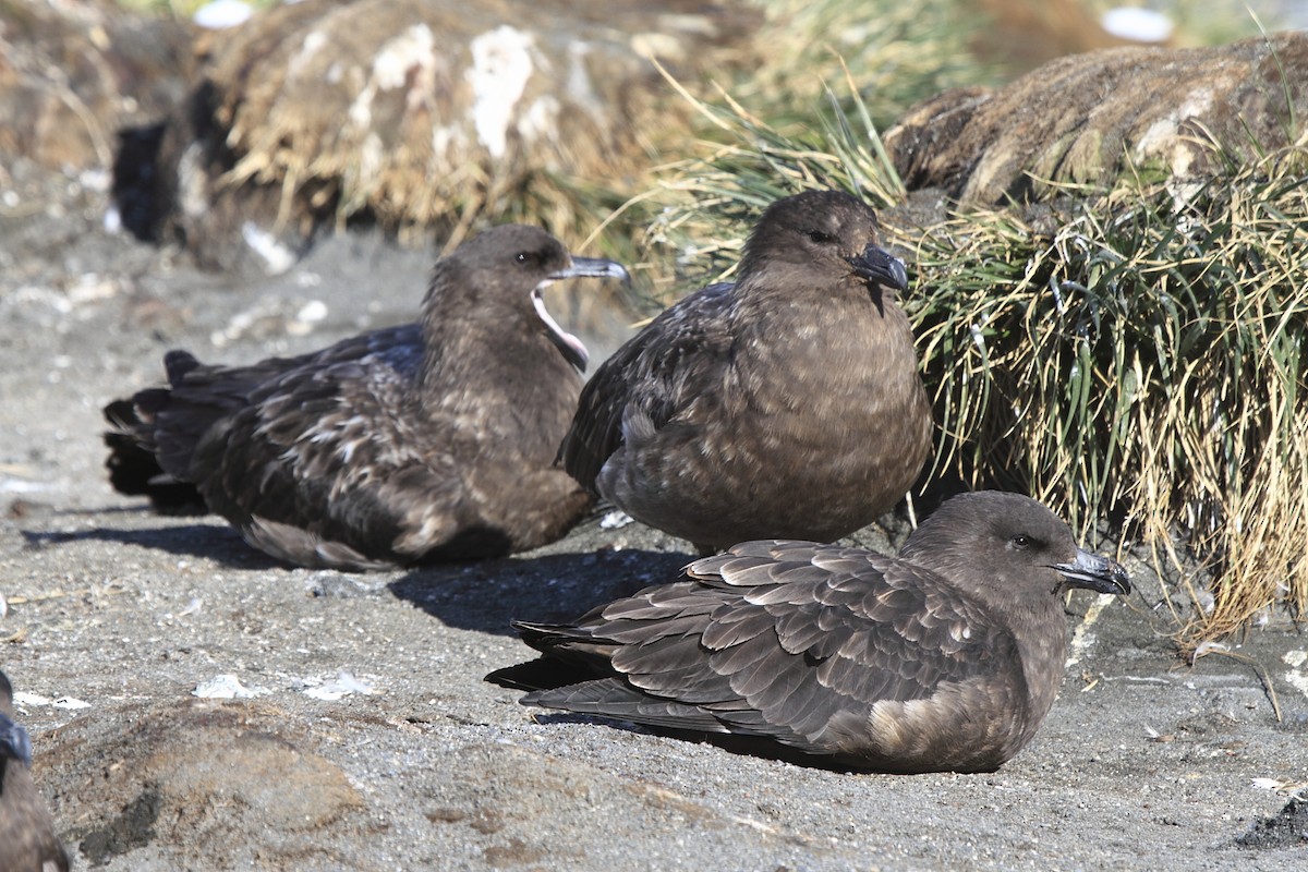 Brown Skua (Subantarctic) - ML644489573
