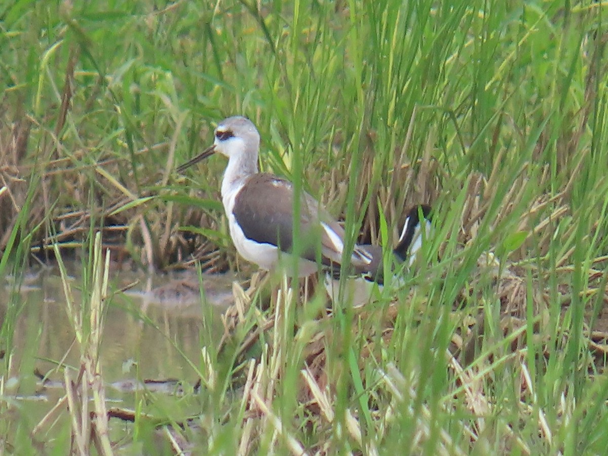 Кулик-довгоніг американський - ML644489574