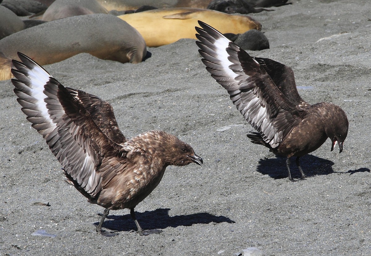 Brown Skua (Subantarctic) - ML644489581
