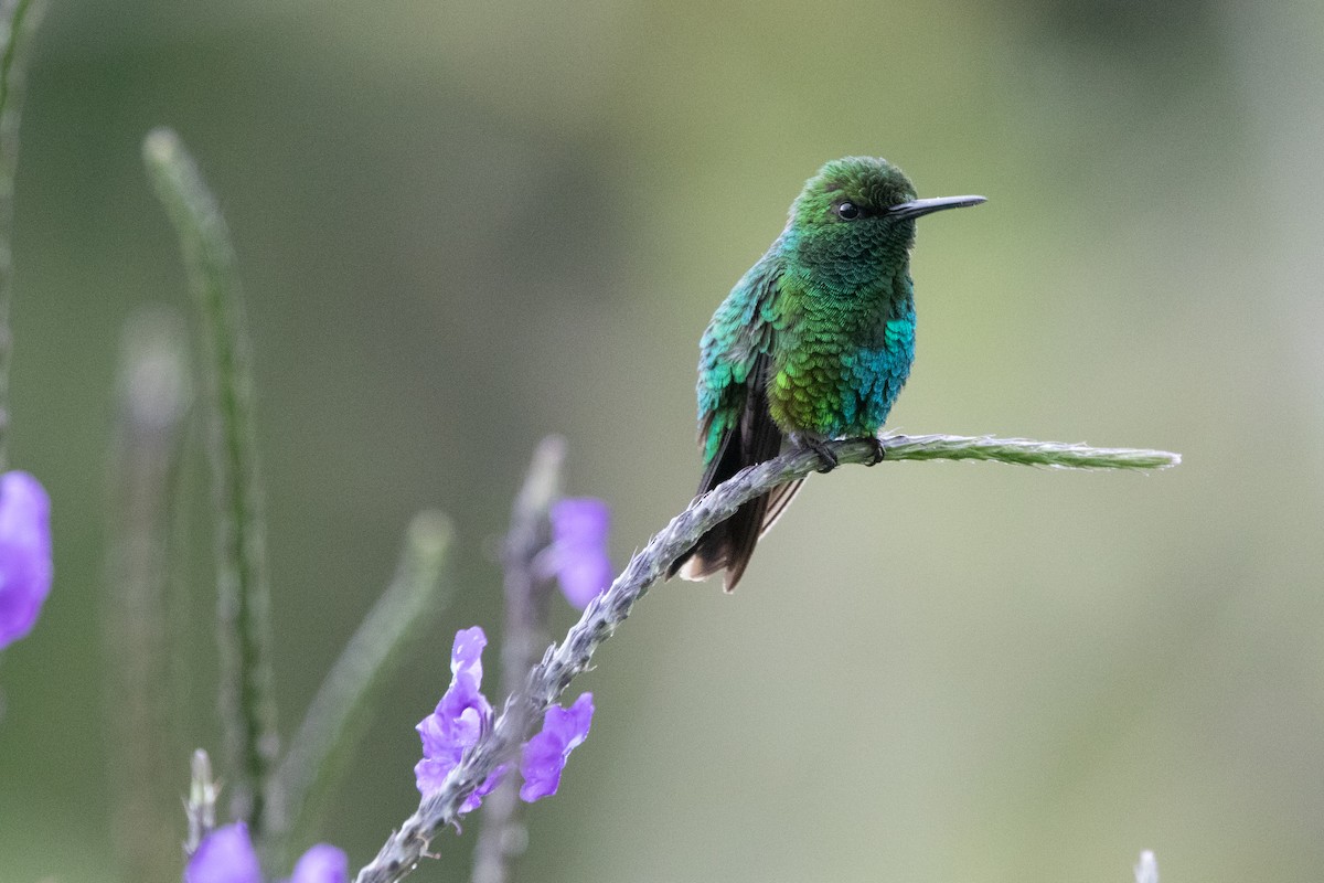 Western Emerald - ML644489595