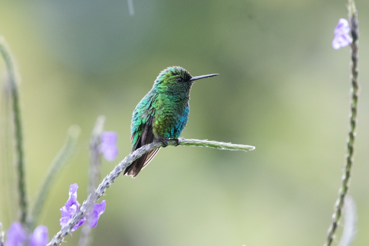 Western Emerald - ML644489596