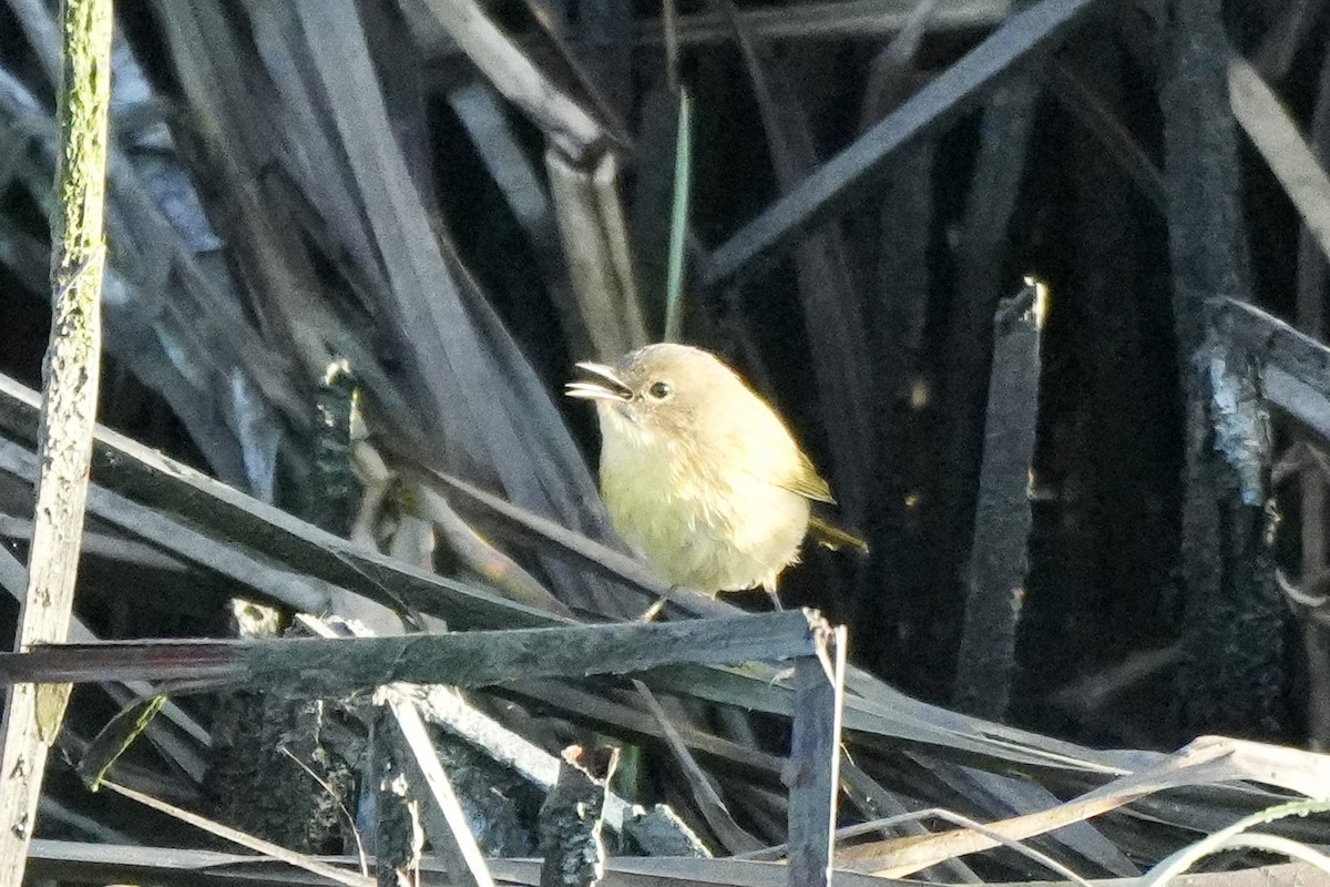 Common Yellowthroat - ML644489602
