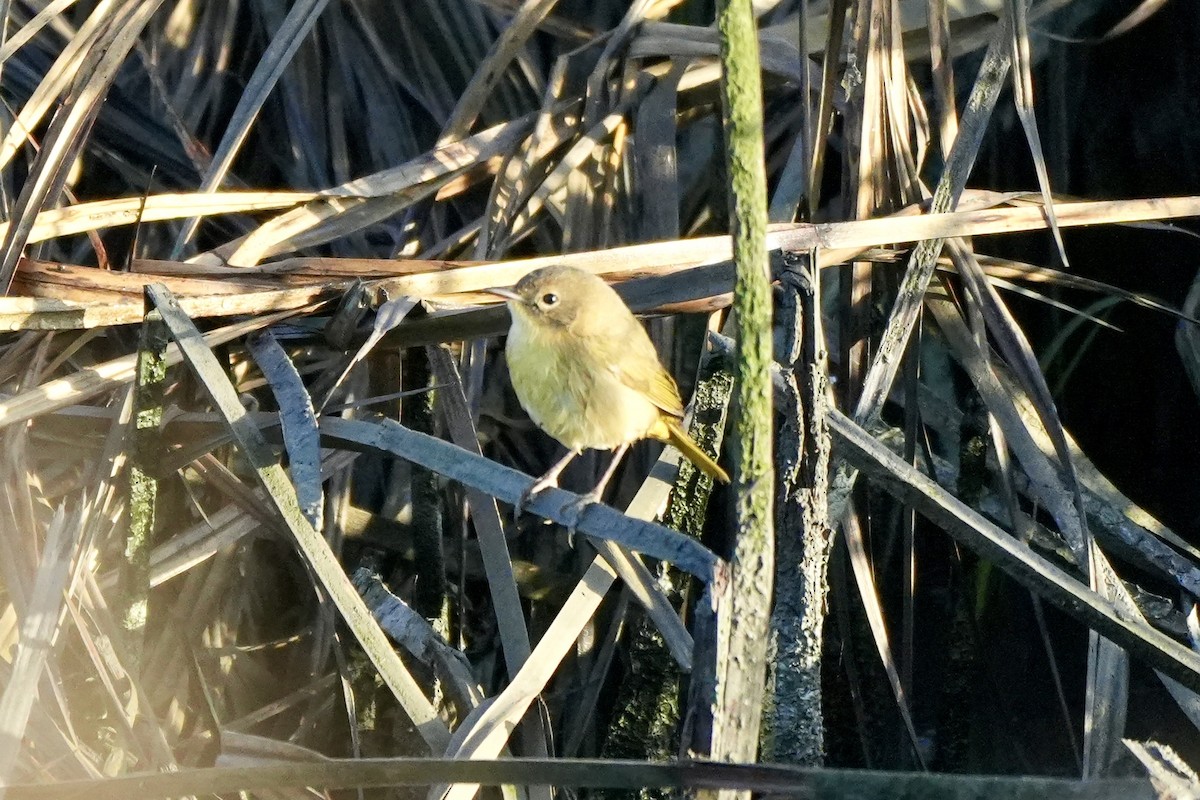 Common Yellowthroat - ML644489605