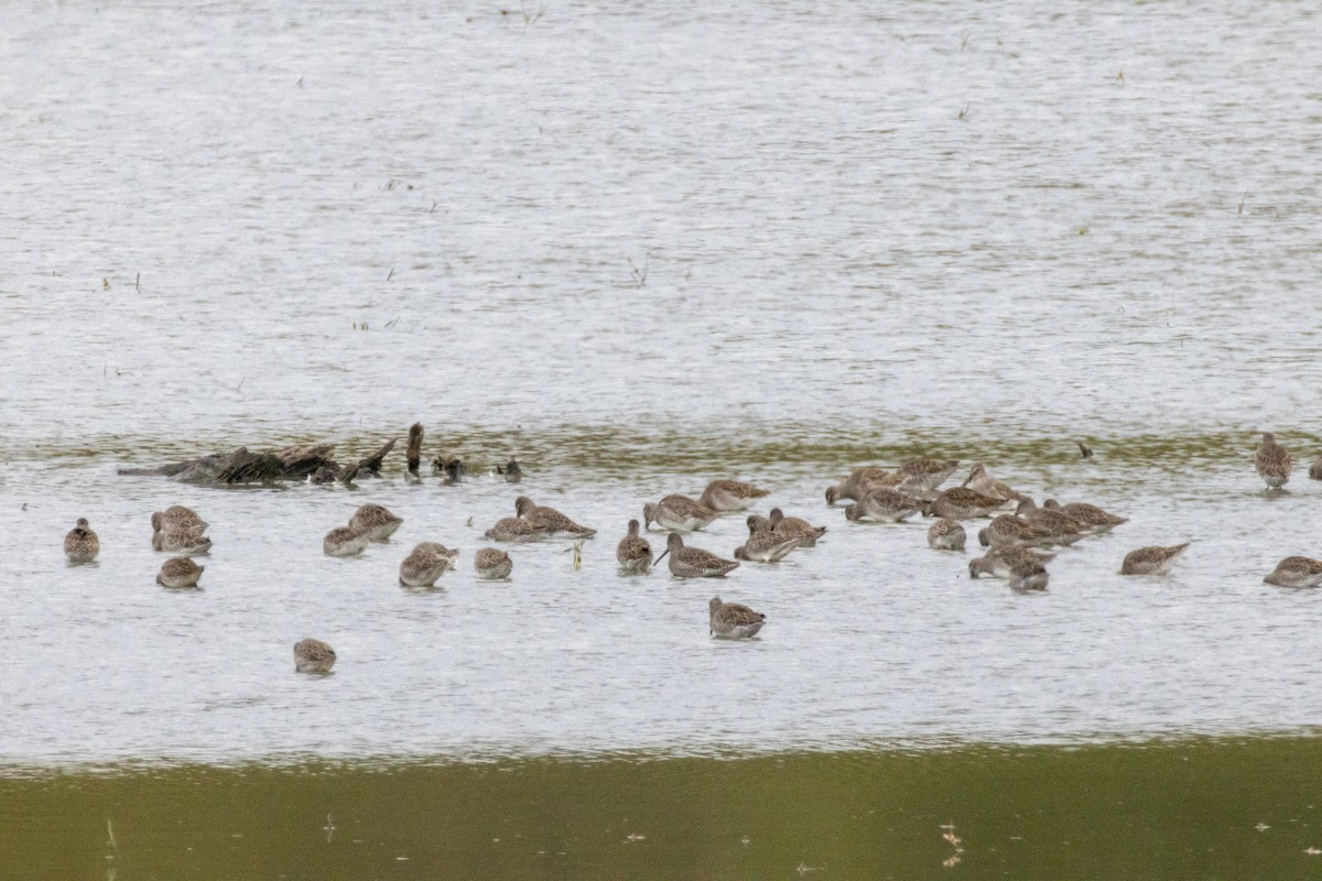 Long-billed Dowitcher - ML644489606