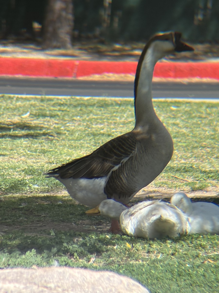 Çin Kazı (evcil tip) - ML644489607