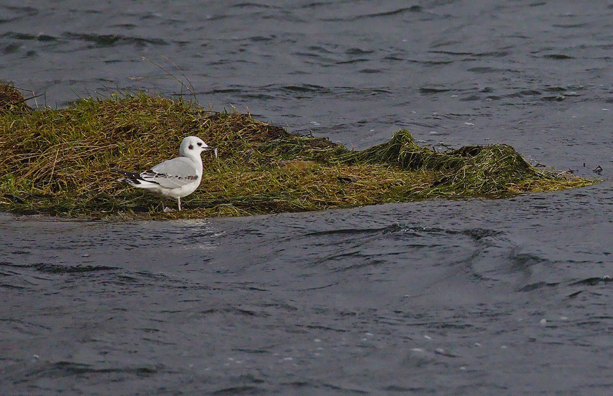 Küçük Karabaş Martı - ML644489611